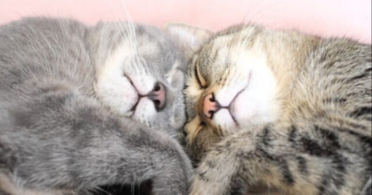 ●あなたのスキ＆フォロワーが増えない原因は、あなたが〇〇をしてないから！？ユウキマインドフルネスでレス克服【フォロバ100】