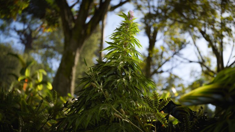 『Rust』新アプデでジャングル環境改善！