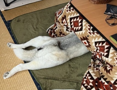 ドン引きしていた先輩犬、1年後まさかの変化にSNSが衝撃