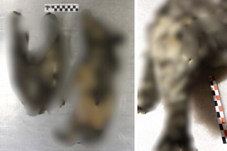 「永久凍土のミイラ、絶滅オオカミだった！」