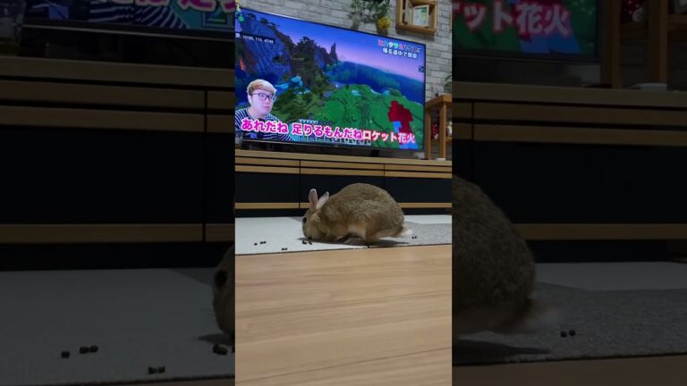 ヒカキンといくら😎🐰 #rabbit #うさぎ #ウサギ #うさぎのいる暮らし #rabbitlife #ネザーランドドワーフ #shorts