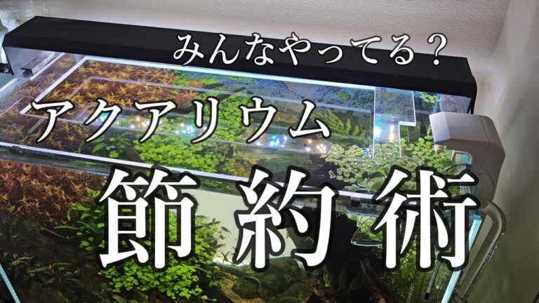 アクアリウムの賢い節約術とは？