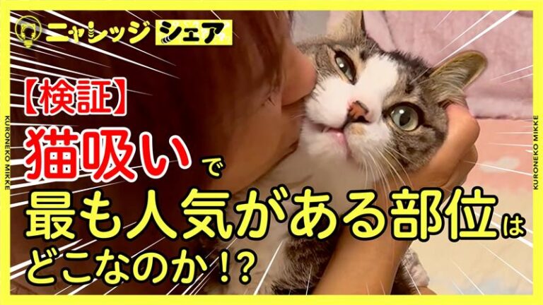全国の猫好き注目！ヤマト運輸が「猫吸い」新動画公開！