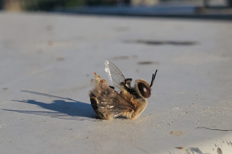 「熱波でオスミツバチが悲惨な死！」