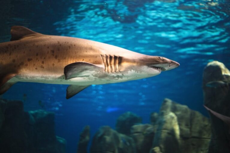 「水族館のサメ、恐怖の人間の腕吐き出し」