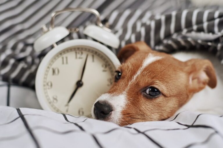 「愛犬と3時間過ごす義務？豪ACTが草案発表」