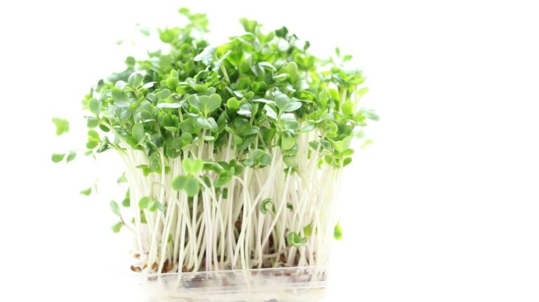 「ブロッコリースプラウトの力！学ぶ力育成グミ」