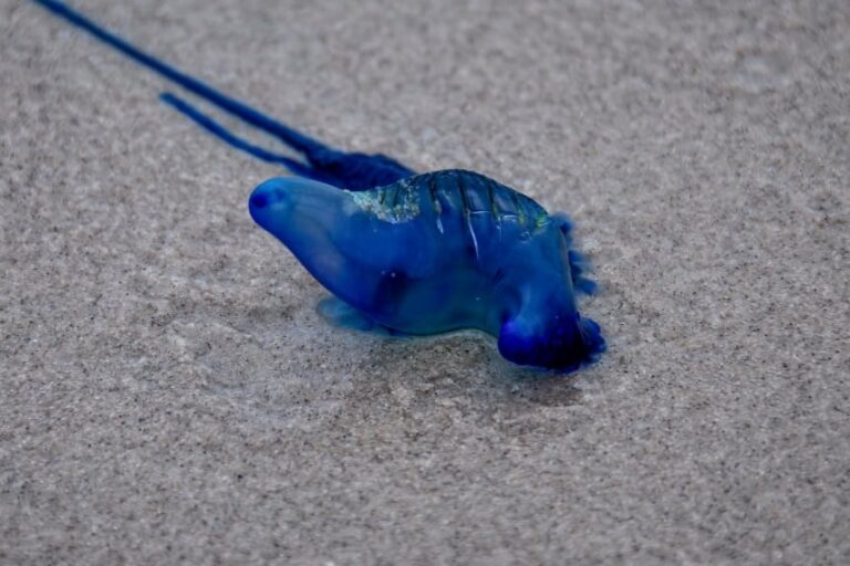 「電気クラゲ、まさかの4種発見！」