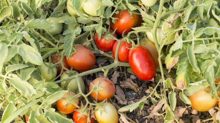 ガラパゴスのトマトが進化逆転!?