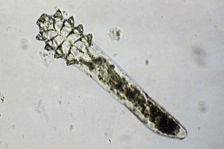 顔ダニ、人体との新たな関係？進化中！