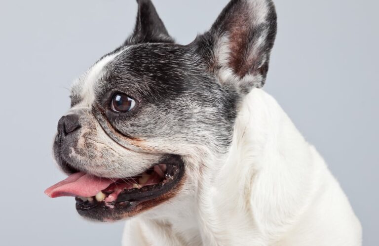 「平たい顔のブルドッグ、20種の病気の危険性！」