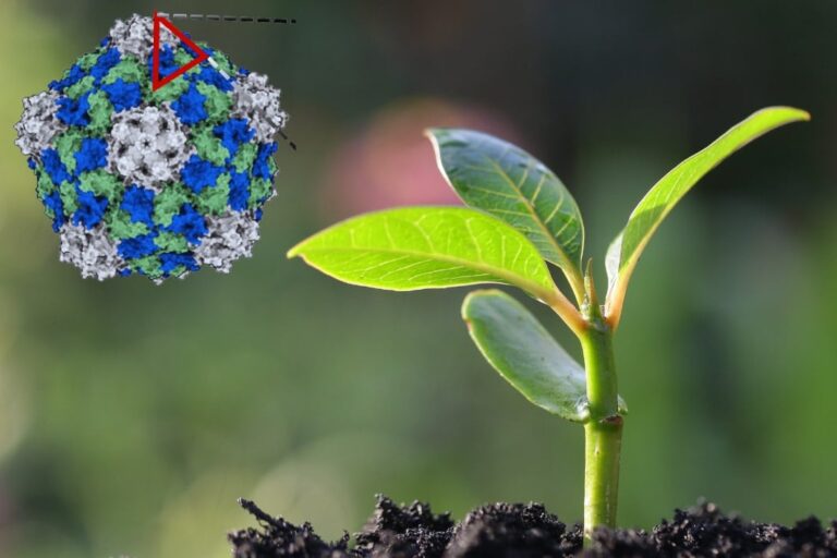 「がんを狙う！植物ウイルスの正体」