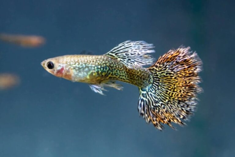 オスのグッピー、恋の「モテ色」発見！