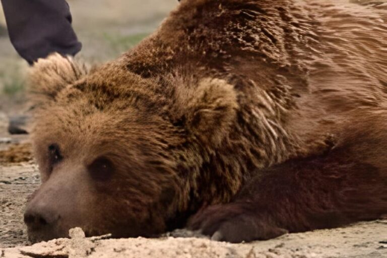 「モンゴルで希少クマ発見！驚きの瞬間」