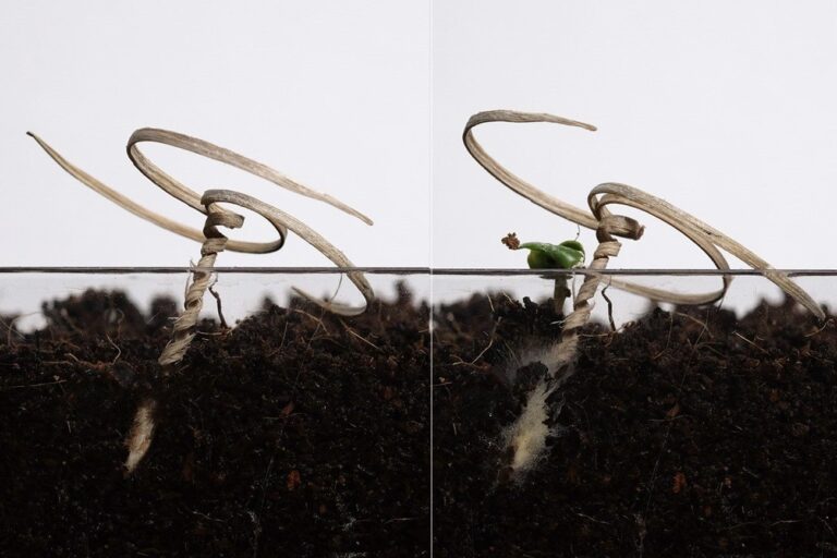 「螺旋デバイスで自動種まき！地中に種を革新」