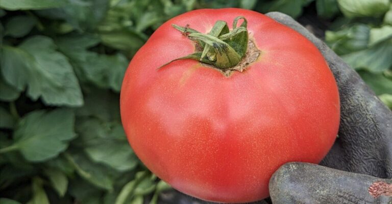 「人生設計」を捨てて自由に生きる！