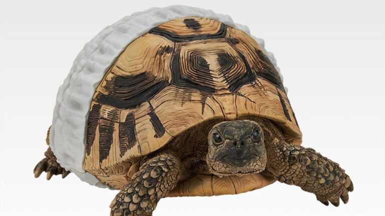 「一番くじ！爬虫類＆両生類フィギュア発売」