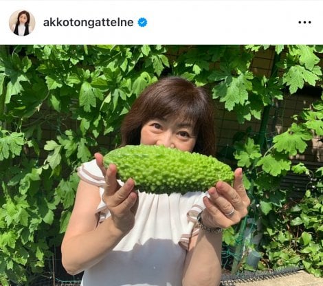 松本明子「我が家のゴーヤ」
