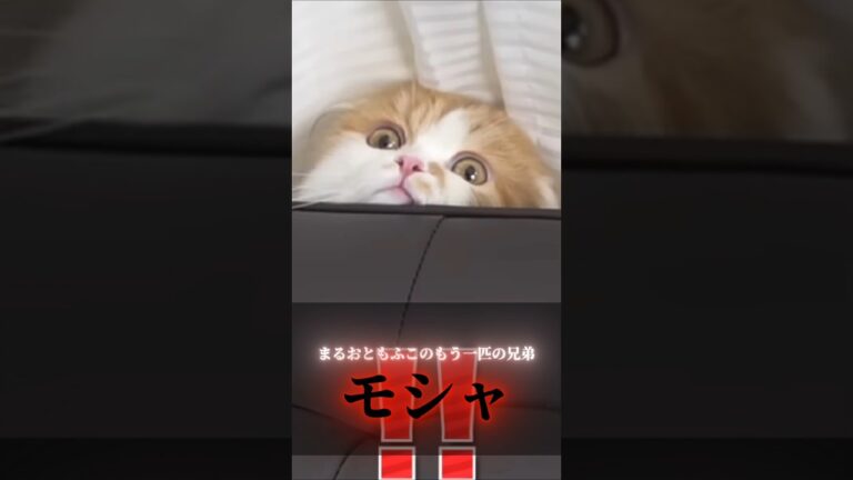 まるおともふこのもう一匹の兄弟モシャ#ヒカキン#hikakin#ヒカマニ＃ヒカニチ#shorts #short#猫#まるお#もふこ