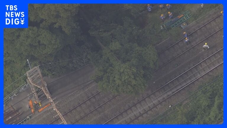 「京王線・倒木接触で運転見合わせ」