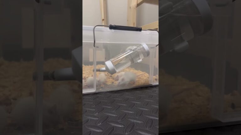 なんかも荒れてる#ハムスター #赤ちゃん #かわいい動物 #ヒカキン#東海オンエア#鬼滅の刃#猗窩座