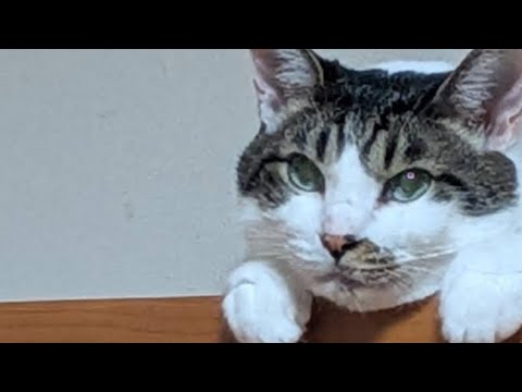 おはよう無双「あくび」（漫才 HIKAKIN みそきん 鬼滅の刃 無限城編）