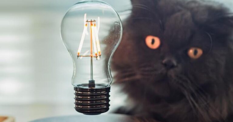 「浮く電球で夢のインテリア体験！」