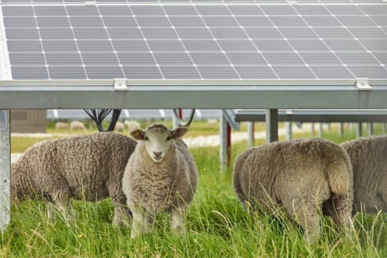 「牧草地のソーラー、羊も元気に！」