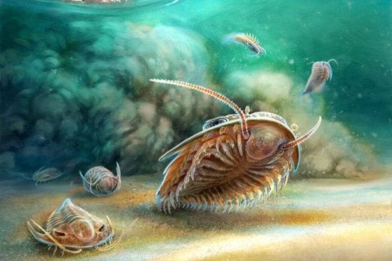 「三葉虫、やっぱりキモい？トレンド再燃！」