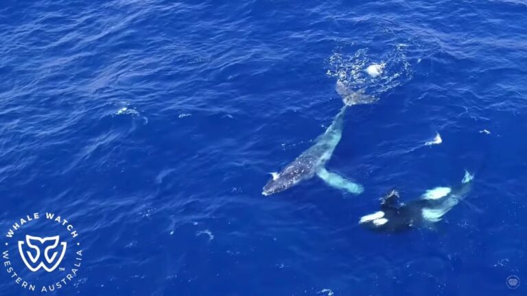 シャチ、ロープに絡んだクジラ救出！