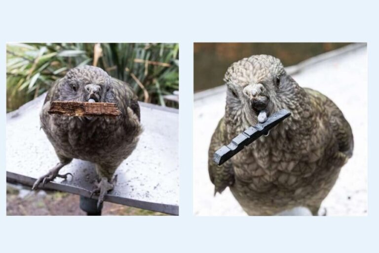 「オウム、道具で失ったクチバシ再生！」