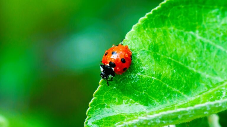 「昆虫、植物の「声」を聞く！ストレス回避行動を解明」