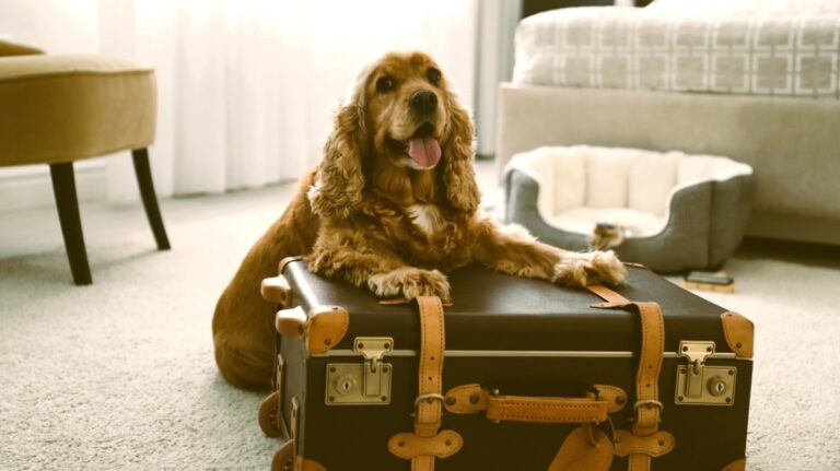 犬と楽しむヘルシンキ！新観光ルート登場🐾