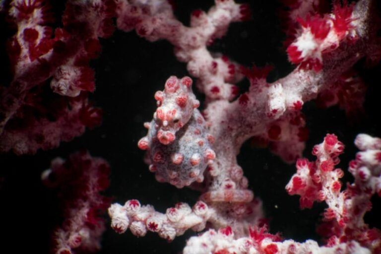 「コダマタツの驚異的擬態術に迫る！」