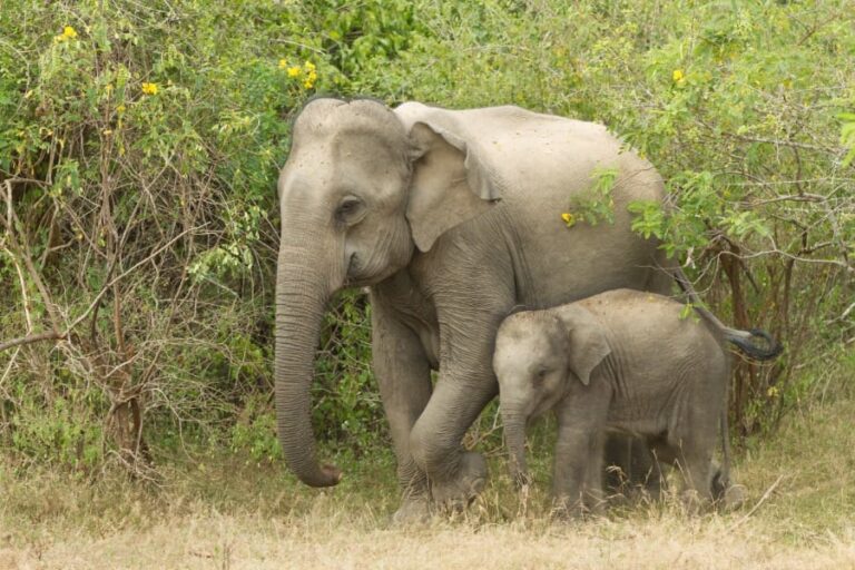 アジアゾウ、子の死を嘆き埋葬