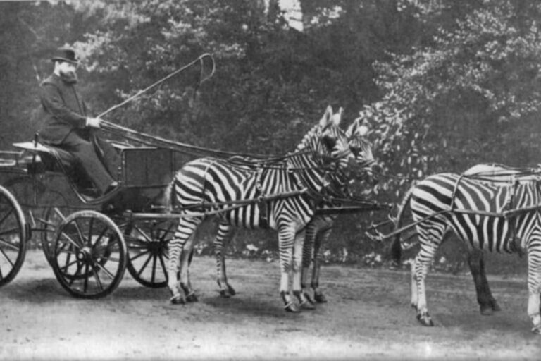 「シマウマは馬なのに家畜化できない理由」