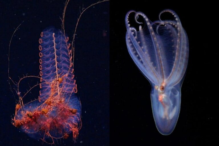 深海探査で新種候補40種発見！アルゼンチン沖の未知な世界