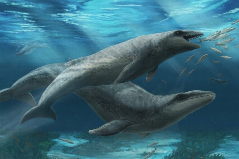 「サメ歯クジラ、古代の驚異発見！」