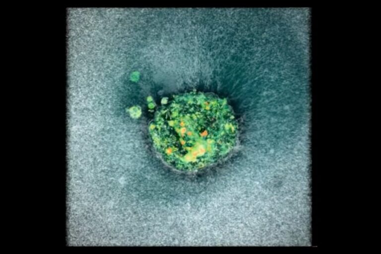 「瞬間！」受精卵の着床をリアルタイム撮影成功