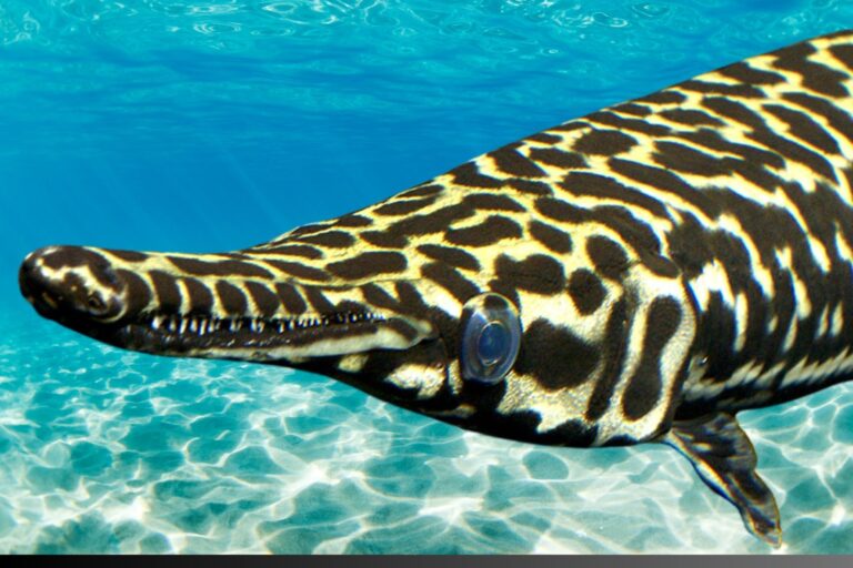 「生きた化石」の進化、DNAが語る真実！