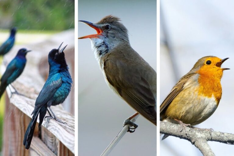 「鳥の歌、日々50分長く！その理由とは？」