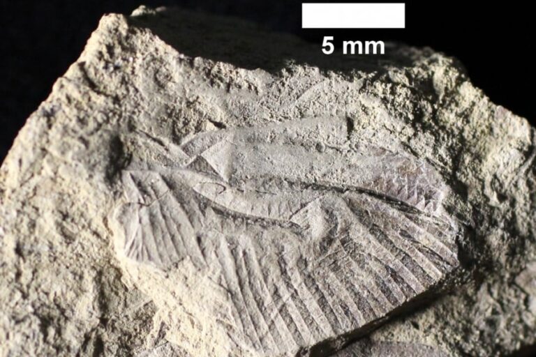 「カナダで恐竜時代の新トンボ化石発見！」
