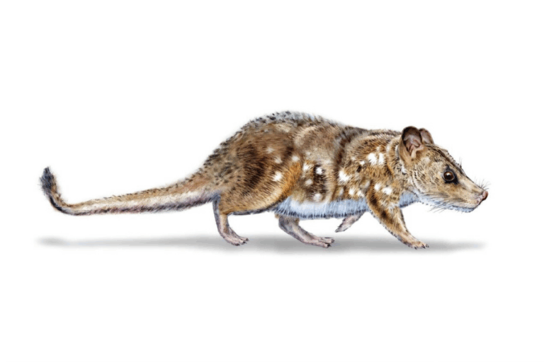 「7400万年前の新種哺乳類、チリで発見！」