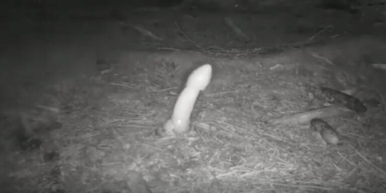 「立派なキノコ」の神秘！一夜の成長タイムラプス