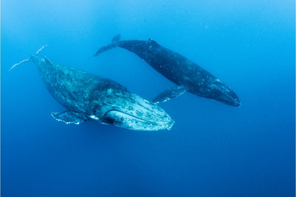 「クジラと20分会話、地球外生命へ道」