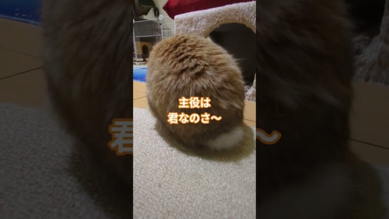 主役　#shorts #ヒカキン #おすすめ #おもしろ #うさぎ