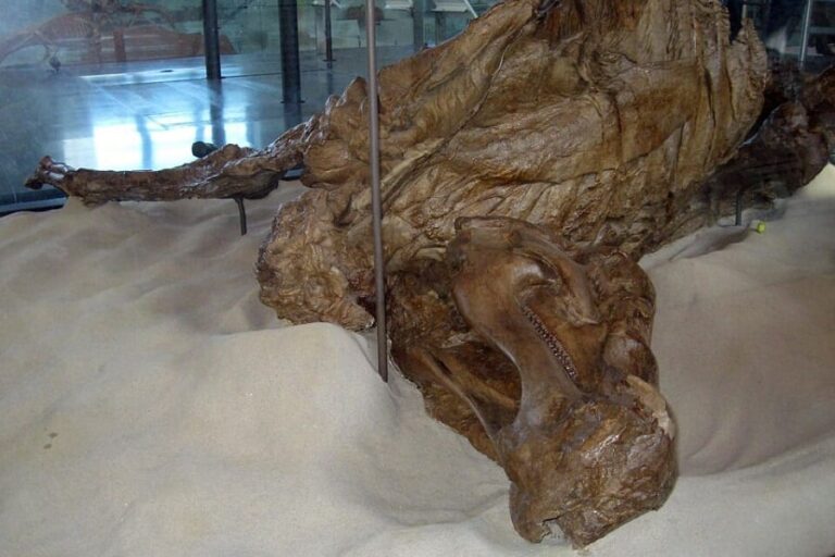 6600万年前の草食恐竜ミイラ発見！
