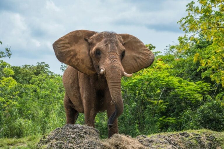 ゾウは「見られている」自覚！実験結果速報