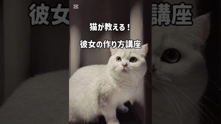猫が教える彼女の作り方 #吹奏楽 #ジブリ #ディズニー #ヒカキン #ヒカキン切り抜き